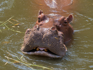 Fototapeta premium Hippo in river