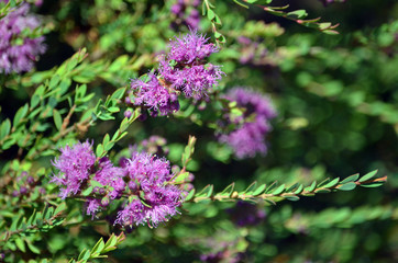Obraz premium Fioletowe kwiaty rodzimego australijskiego tymianku Miód Mirt, Melaleuca thymifolia, rodzina Myrtaceae