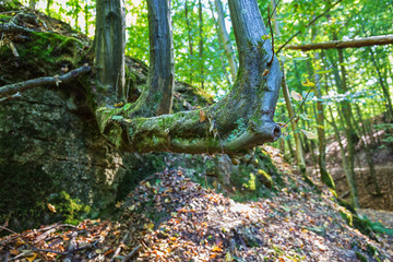 Missbildung in der Natur