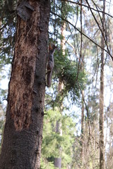 Squirrel running up the tree
