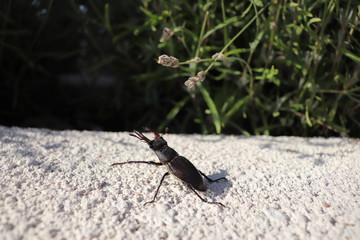 Bug andf grass macro 