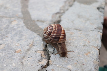 Snail in boy's hands