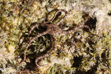 Starfish macro 