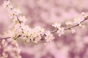 Naklejka na ściany i meble Blossoming branch cherry. Bright colorful spring flowers. Beautiful nature scene