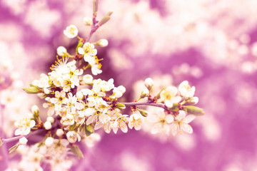 Blossoming branch cherry. Bright colorful spring flowers. Beautiful nature scene