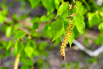 The beautiful spring Birch tree branch with rain drops, blurred background