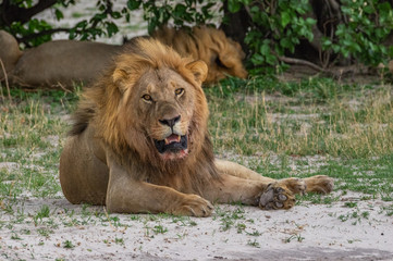 The Savuti North Pride lions roam in the Chobe National Park Botswana.