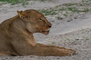 The Savuti North Pride lions roam in the Chobe National Park Botswana.