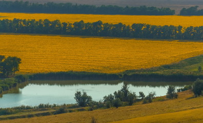 Fields with a pond. Sunflower fields with a pond. Agricultural landscape with pond, lake.