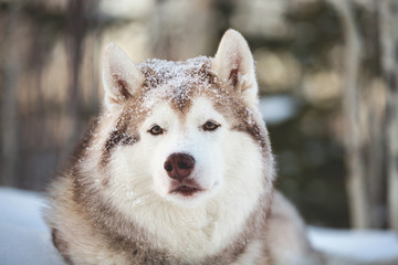 Beautiful, cute and free Siberian Husky dog sitting on the snow path in the winter forest at sunset.