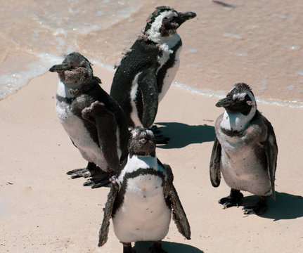 Cuteness overload: funny african penguins living free in south african beach (Boulder Beach Penguin Colony)