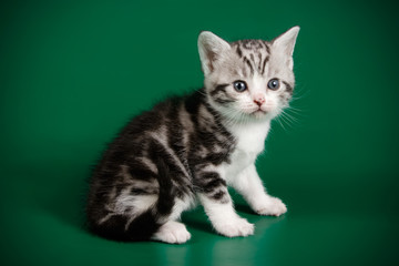 American shorthair cat on colored backgrounds