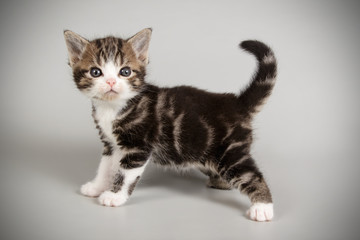 American shorthair cat on colored backgrounds