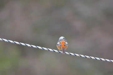 ジョウビタキのオス