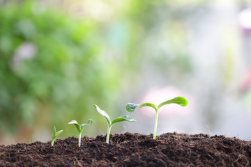 small tree sapling plants planting with dew