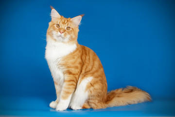 Maine Coon cat on colored backgrounds