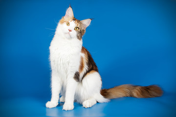 Fototapeta na wymiar Maine Coon cat on colored backgrounds