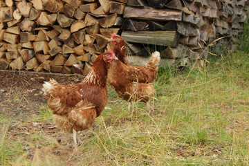 hen and chickens