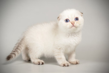 Scottish fold shorthair cat on colored backgrounds