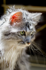 Chat à poils longs