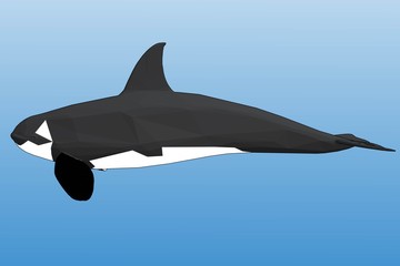 illustration of a shark