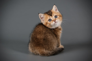 Scottish straight shorthair cat on colored backgrounds