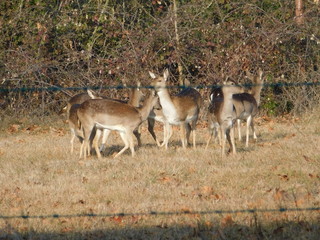 cervi e daini in natura
