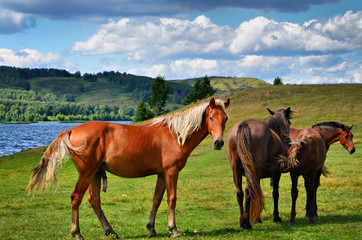 Fototapeta na wymiar Ural mountains, summer. In the fields near the villages walking horses