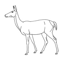 Deer female hand-drawn
