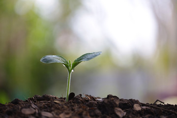 small tree sapling plants planting with dew