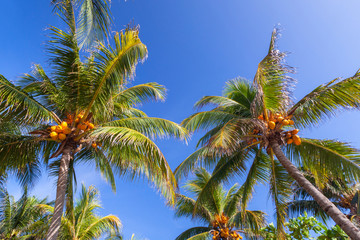 Tropical coconut palm trees over blue sky