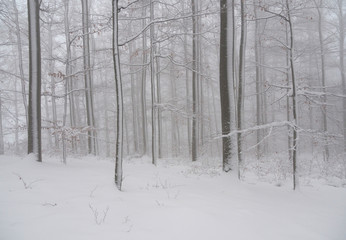 Verschneiter Winterwald