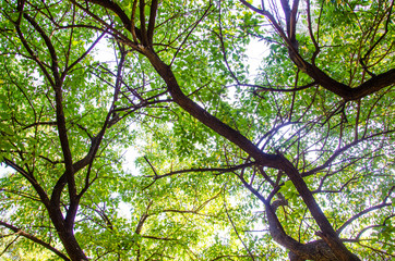 Reggia di Caserta - Giardini