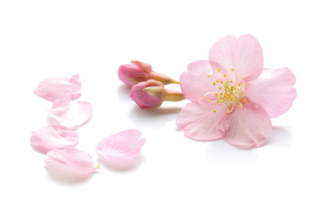 Obraz premium Białe tło wiosna kwiat wiśni