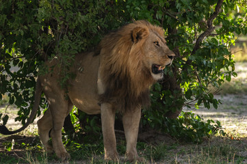 The Savuti North Pride lions roam in the Chobe National Park Botswana.
