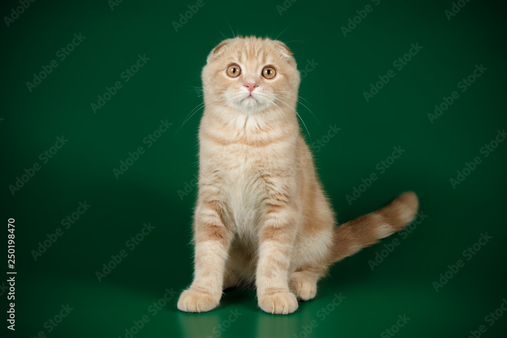 Wall mural Scottish fold shorthair cat on colored backgrounds