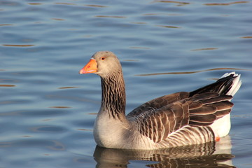 Eine Graugans schwimmt auf einem See