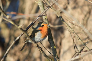 Ein Singvogel zwitschert im Garten: Rotkehlchen