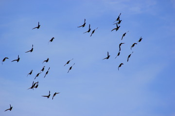 Vogelschwarm am Himmel (Reiherenten)