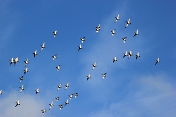 Reiherenten im Flug (Vogelschwarm)