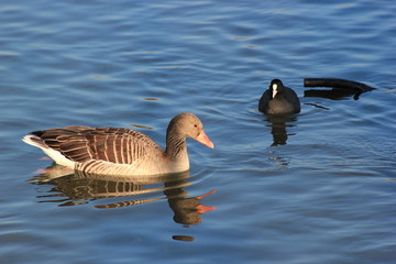 Graugans und Blässhuhn auf einem See