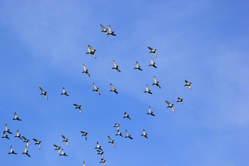 Vogelschwarm: Reiherenten im Flug