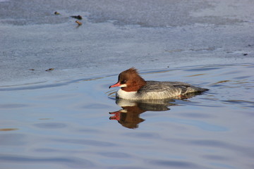 Gänsesäger (Weibchen)
