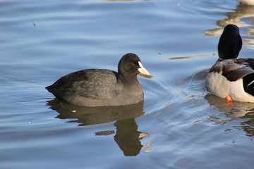 Eine Reiherente auf einem Teich