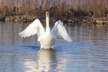 Schwan mit ausgebreiteten Flügeln