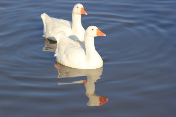 Zwei weiße Gänse auf einem See