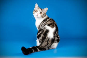 Scottish straight shorthair cat on colored backgrounds