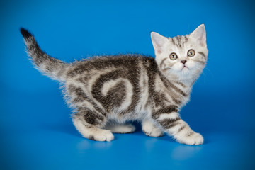 Scottish straight shorthair cat on colored backgrounds