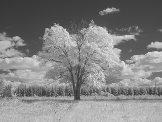 Infra red photography IR photo