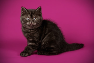 Obraz premium Scottish straight shorthair cat on colored backgrounds